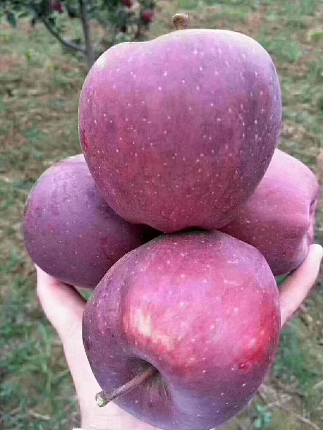 甘肃礼县花牛苹果