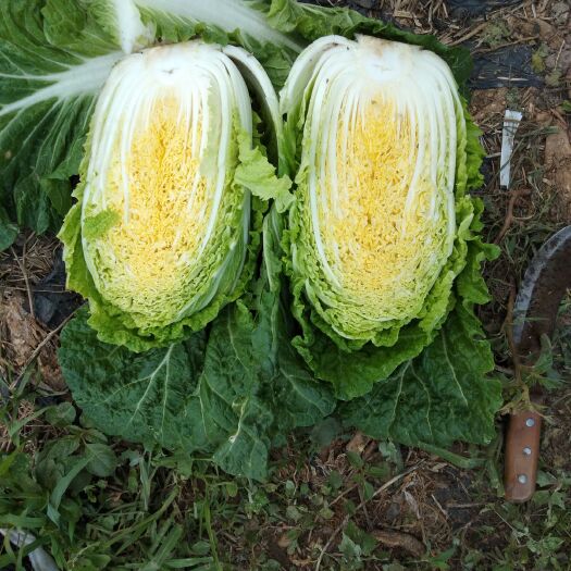 张北县黄心大白菜  大白菜