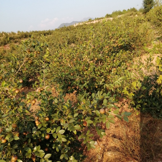 乐安县压榨山茶油 现榨现卖