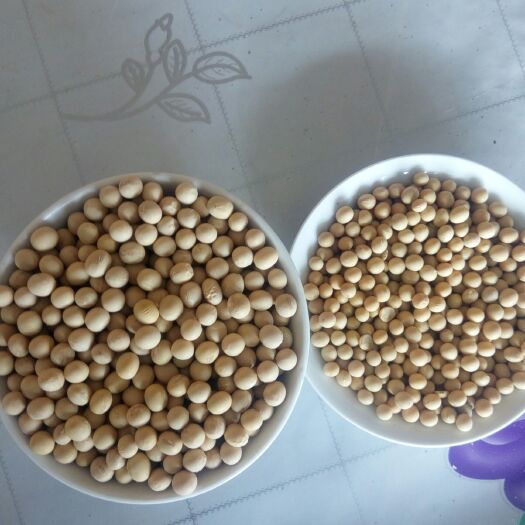安达市 大豆500吨，东农豆252，蛋白豆
