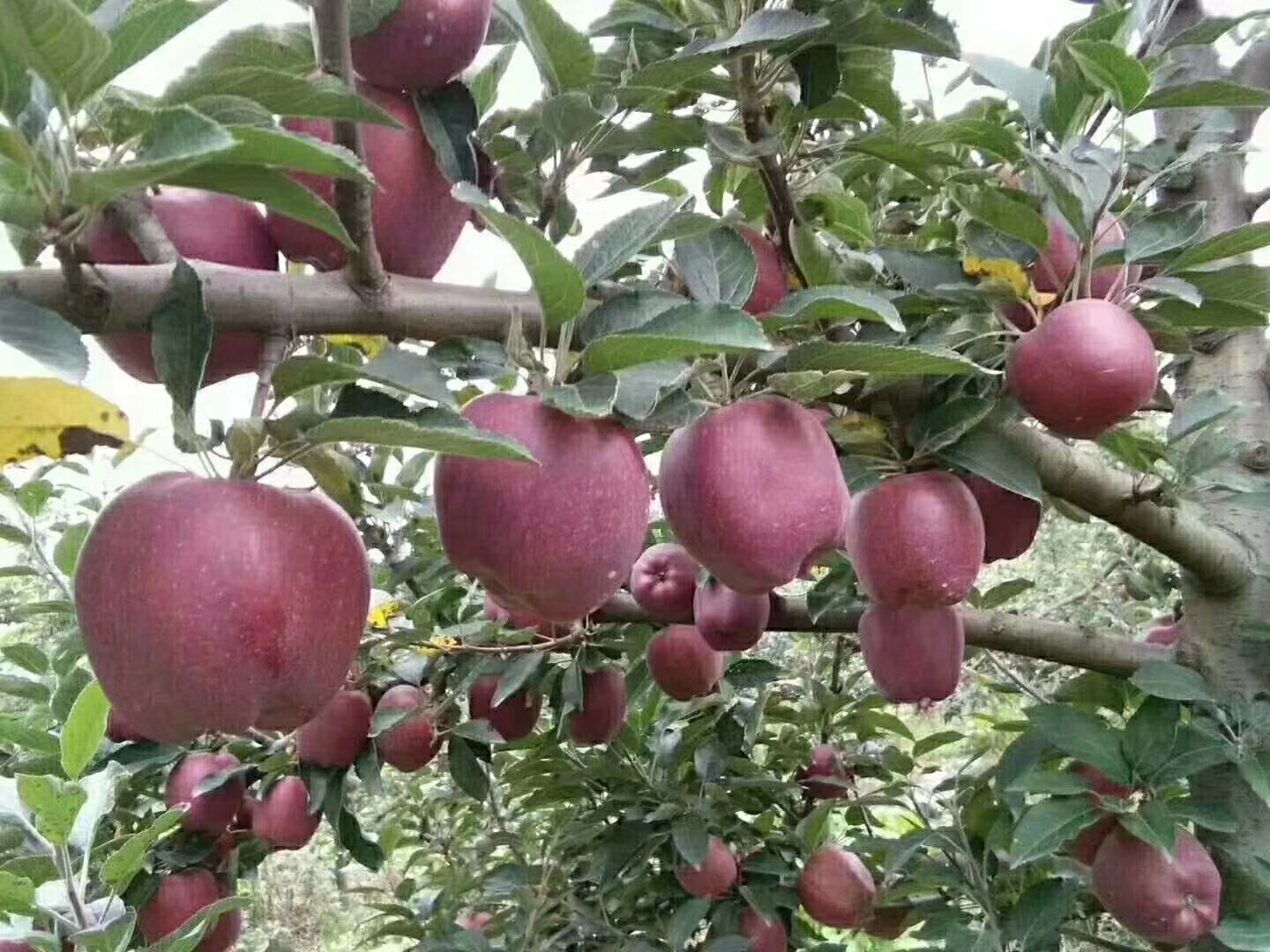 甘肃礼县花牛苹果