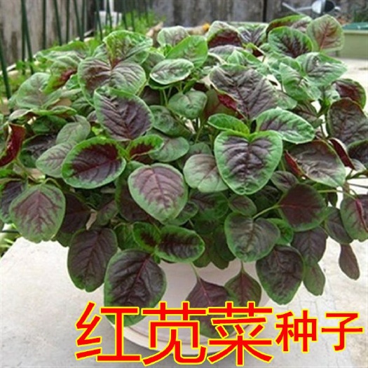 红苋菜种子  新花红苋菜种籽 红圆叶苋菜 阳台盆栽 春夏秋四季种植