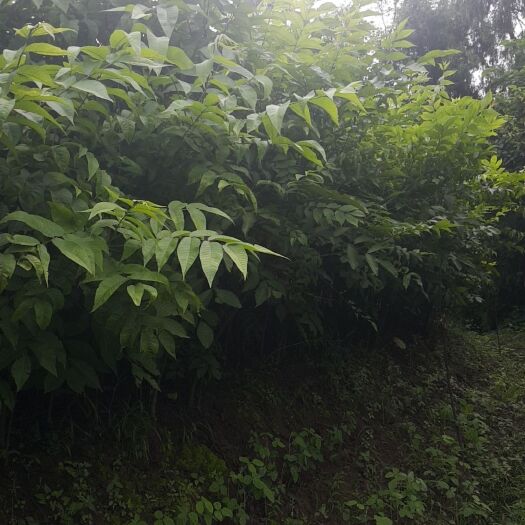 简阳市核桃苗