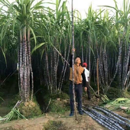 曹县 皮薄脆甜甜如蜜五百亩甘蔗大量上市