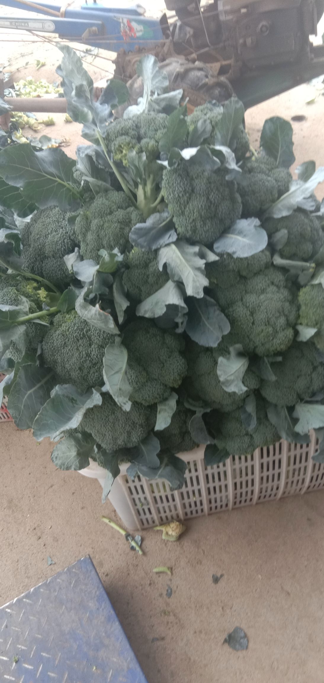  精品西兰花有机花