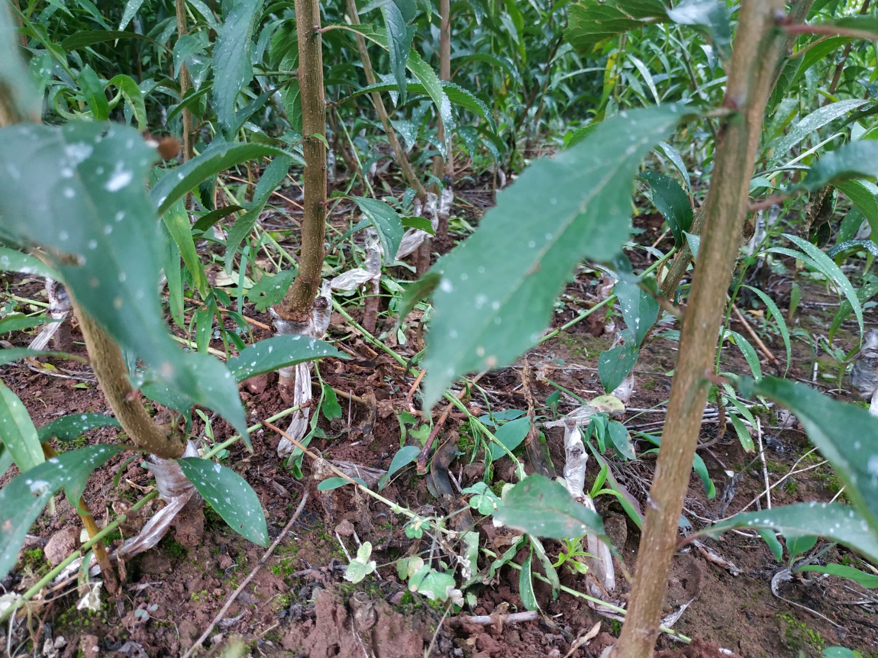 蜂糖李树苗自家苗圃种植蜂糖李子苗 巨进1号（晚熟蜂糖李）