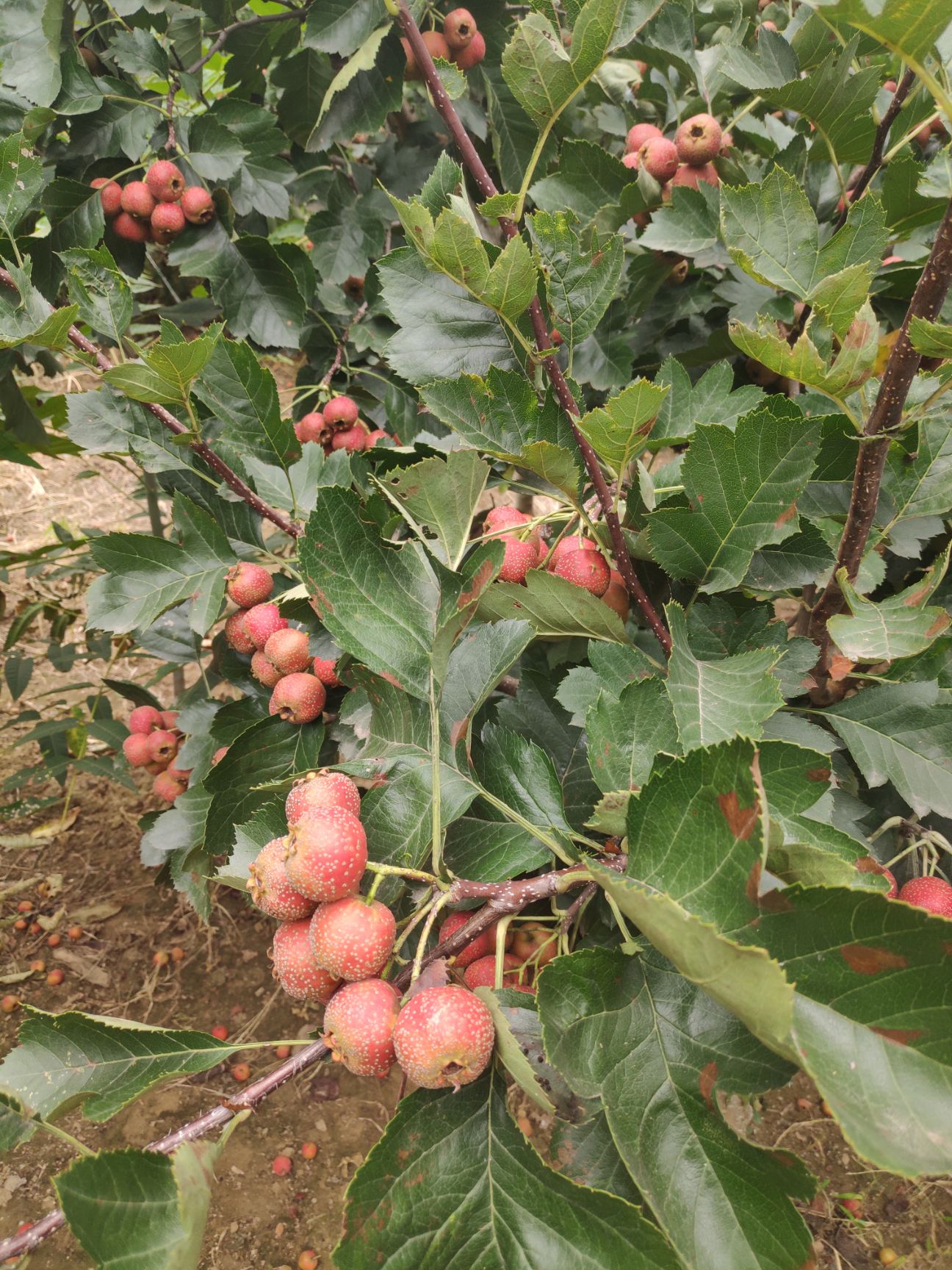 泰安 甜红子山楂树苗 现挖现卖全国发货 品种纯正根系发达