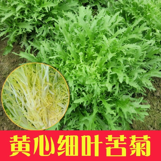 苦菊种子 黄心细叶苦苣种子 细叶苦菊菜花叶 阳台盆栽四季播蔬菜种子