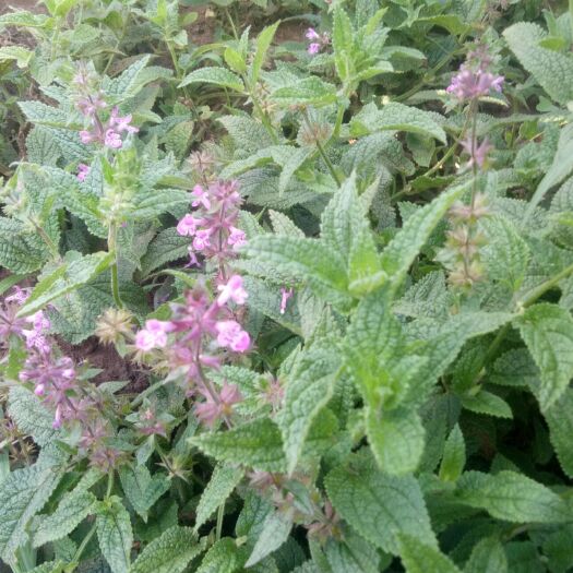 土右旗宝塔菜 螺丝菜大量上市有需要的联系