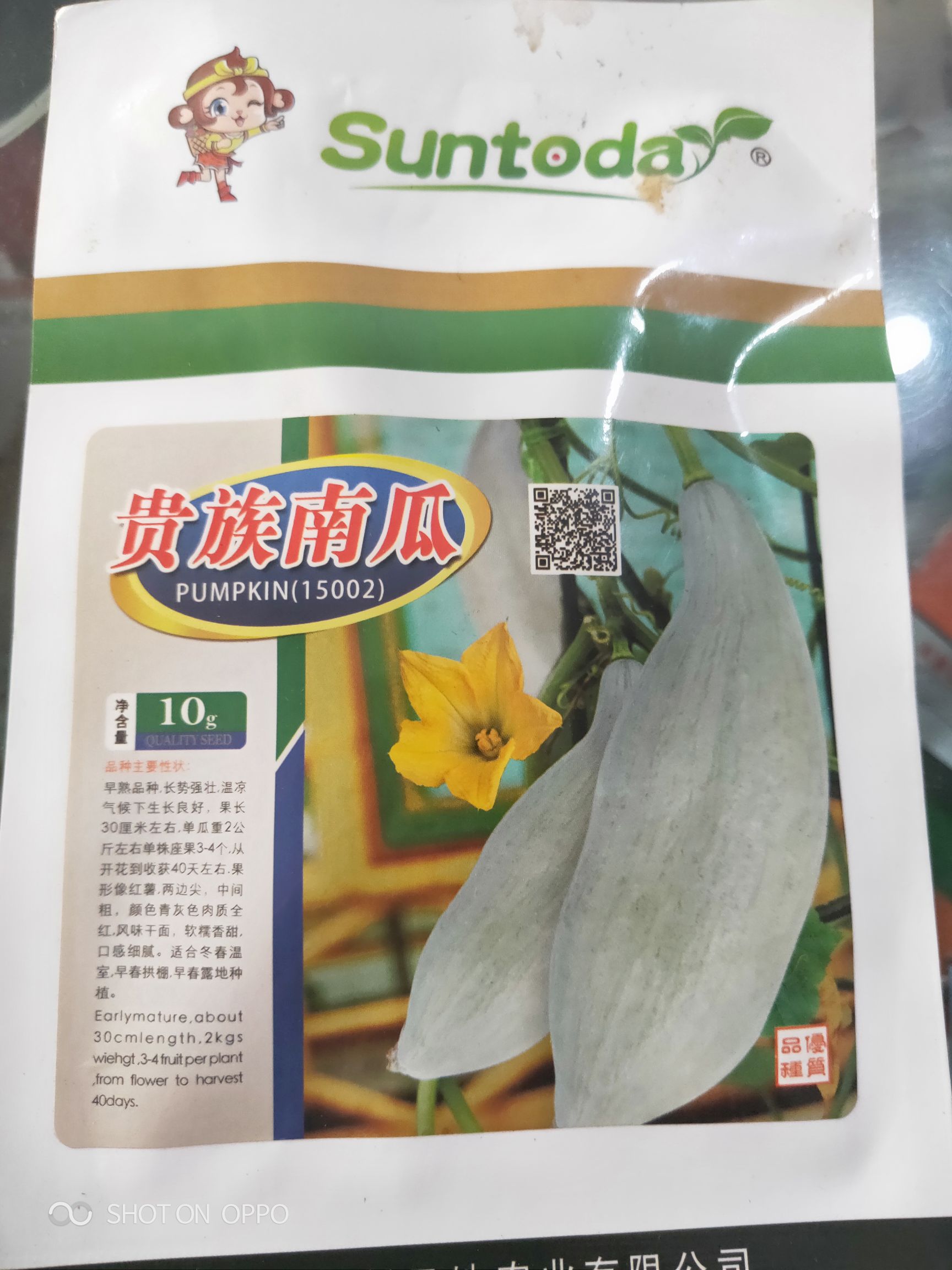 新疆牛腿南瓜金丝栗瓜贵族南瓜种子籽牛腿南瓜板栗味秋季四季种