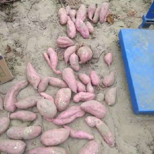 新民市沙地红薯 老品种无农药地瓜