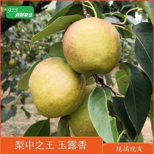 赵县 最好吃的玉露香梨