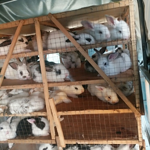 新沂市中国白兔 各品种种兔苗