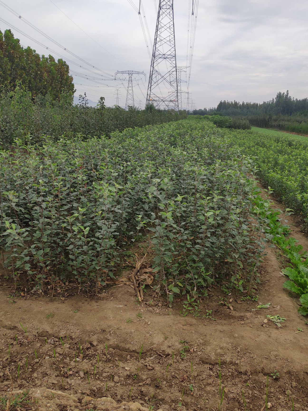  新品种鲁丽苹果苗 中早熟苹果新秀 未来主流品种