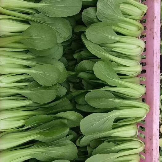 南通 大量出售青菜  快菜欢迎前来订购