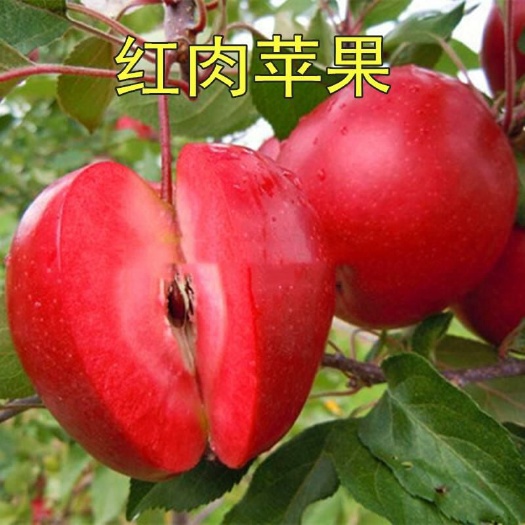 平邑县红肉苹果树苗 红肉苹果苗，新品种，皮薄肉多，酸甜可口