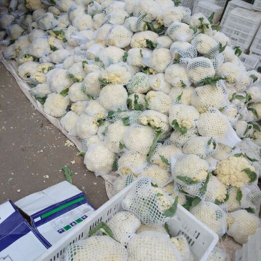 张北县白花菜花  有机散花