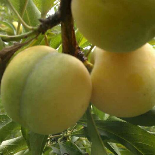 简阳市蜂糖李树苗 蜂糖李季节早，甜度更高