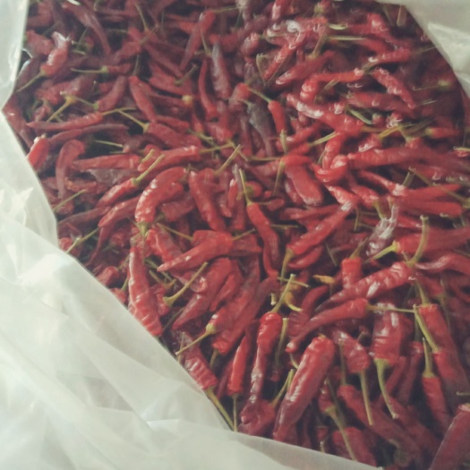 遵义 贵州辣椒