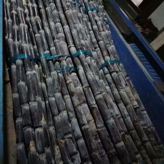 黄山自种甘蔗批发零售