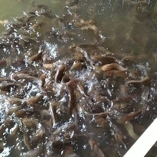 博白县本地塘鲺 山泉水养殖的塘角鱼，健康绿色