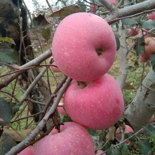 合水县 甘肃庆阳苹果