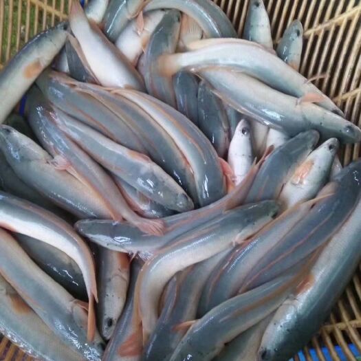 重庆市白乌鳢 大量出售1－3两白乌鱼
