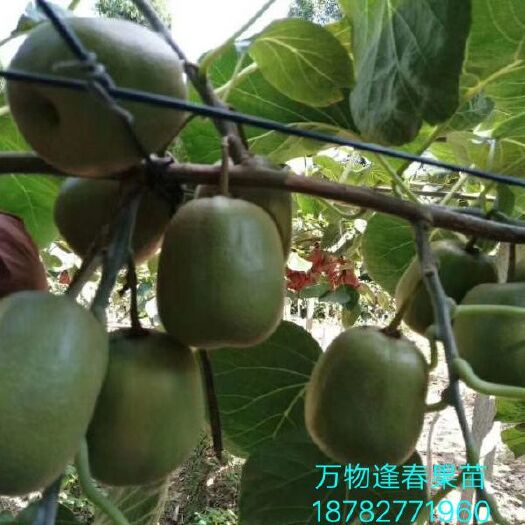 巴中红心猕猴桃苗 嫁接苗