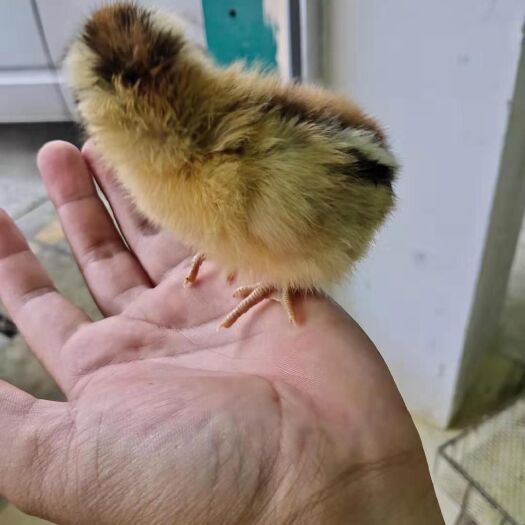 南宁青脚麻鸡苗 青脚麻鸡