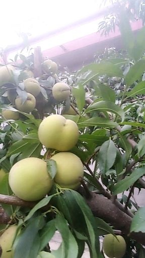 平邑县沂蒙霜红2号苗 霜红桃苗