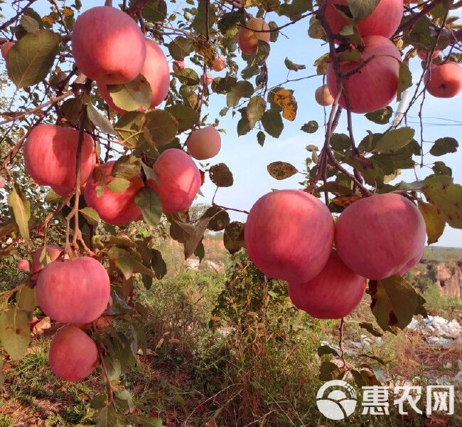  白水有机苹果大量上市，欢迎咨询