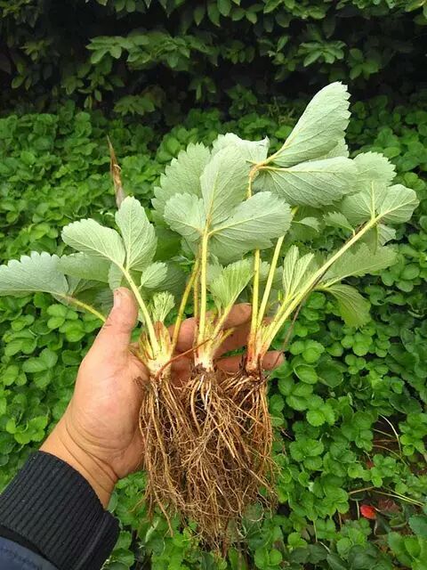莒县甜查理草莓苗 10~20公分 地栽苗