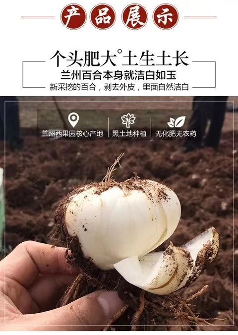 兰州 兰州百合村百合
