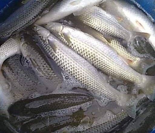 富顺县淡水银鳕鱼  银鳕鱼，质量保证，诚信经营