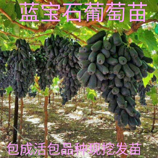平邑县 蓝宝石葡萄苗   优质一级苗 包成活包品种