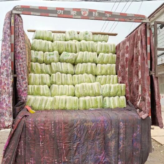  山东大白菜，肥城白菜北京新三号白菜大量供应