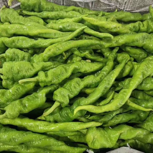 徐闻县青辣椒粉 康嘉金盛辣椒