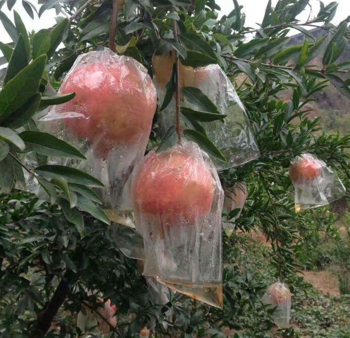  正宗临潼石榴开始上市