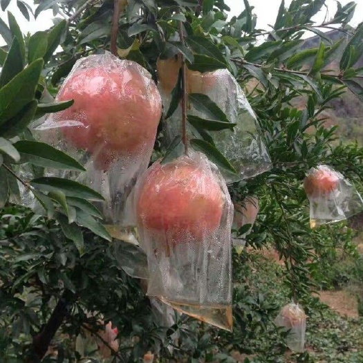 西安 正宗临潼石榴开始上市