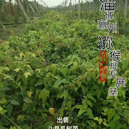 淄博 八月瓜树苗 果树苗当年结果野生正品八月瓜苗四季种植