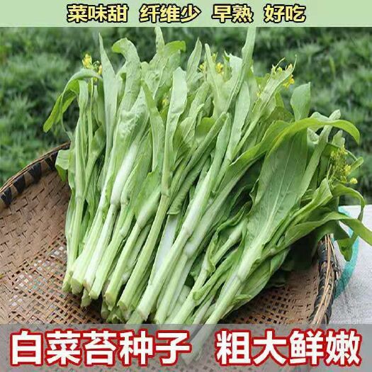 白菜苔种子 早熟白菜苔种籽菜种广东菜心四季秋季农家阳台种菜青菜蔬菜种子孑