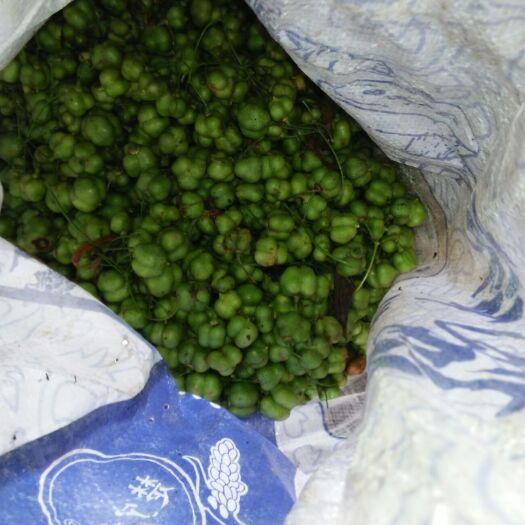 苍溪县 多花黄精种子冬天不倒苗，产量大。