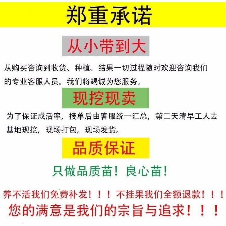  不暖甜柿树苗，摘下来即可食用，保证品种，基地直发