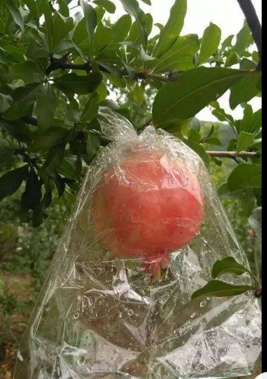  正宗临潼石榴开始上市