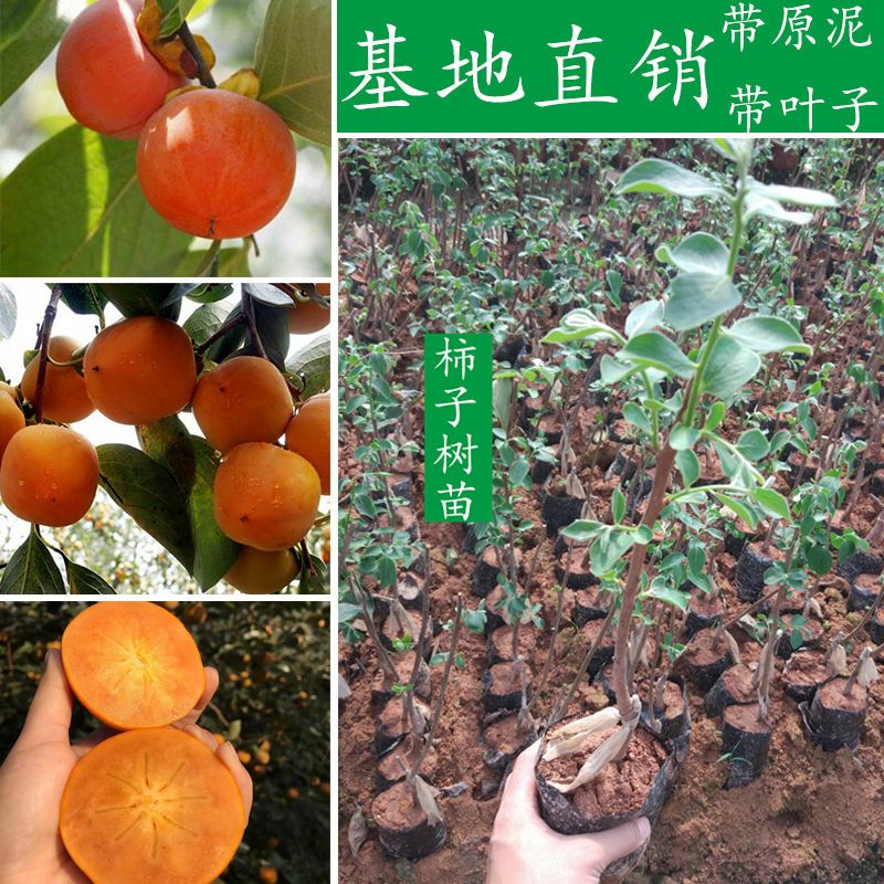  不暖甜柿树苗，摘下来即可食用，保证品种，基地直发