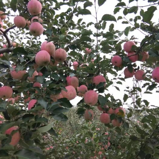 静宁县红富士苹果 甘肃静宁红富士