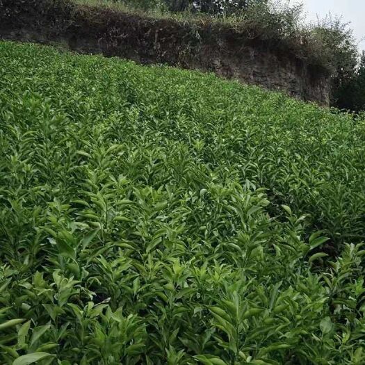 资中县金葵砂糖桔枝条 金葵葵沙糖桔，又名金葵蜜桔，属于早熟柑橘的一种。