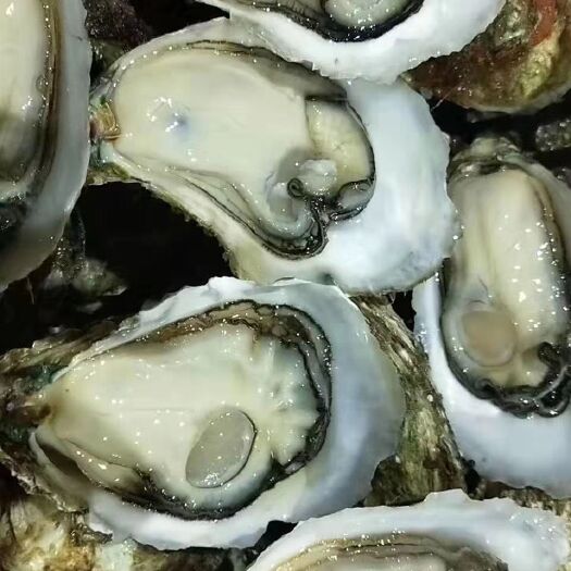 遂溪县湛江牡蛎 秋风起生蚝肥