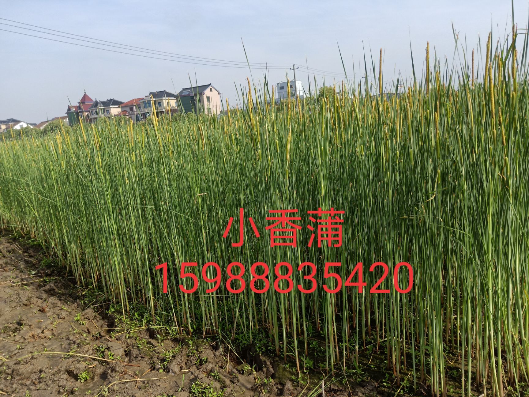 小香蒲基地  小香蒲价格 小香蒲供应 水生植物 小香蒲
