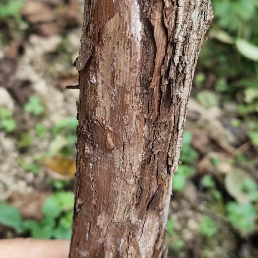 宜昌 红刺藤，花香木，嫁接月季花的母树
